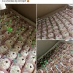 Resultados Reais de Alunas
